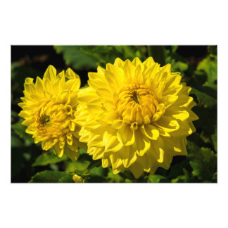 Within The Dahlia Garden 3 Photo Print