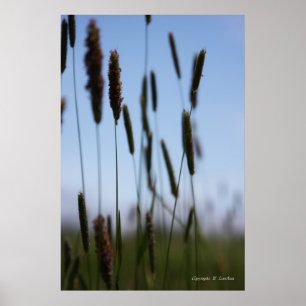 Within the Hay Poster