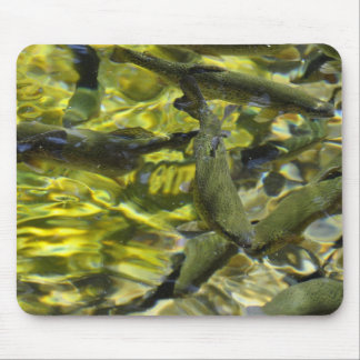 Wizard Falls Fish Hatchery Mouse Mat