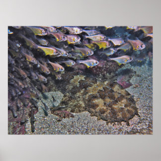 Wobbegong and Sweepers Poster