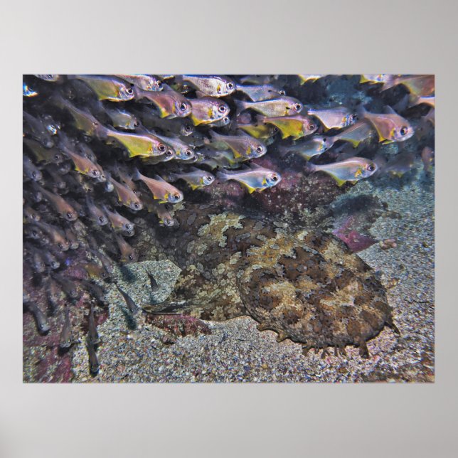 Wobbegong and Sweepers Poster (Front)