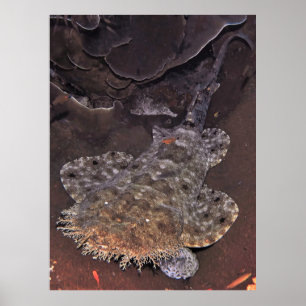 Wobbegong Portrait Poster