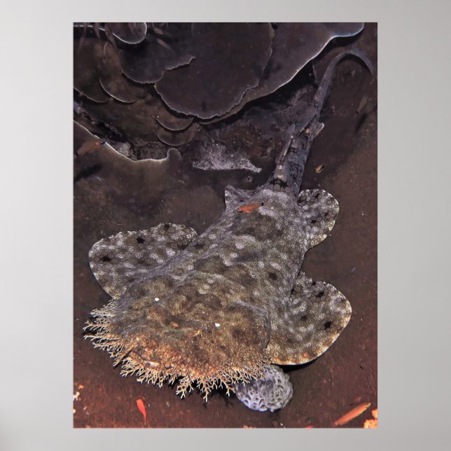 Wobbegong Portrait Poster (Front)