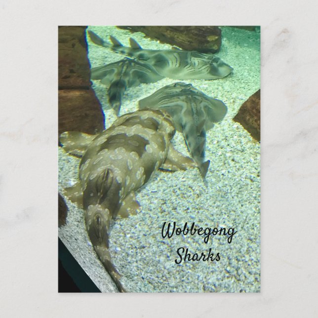 Wobbegong Sharks Postcard (Front)