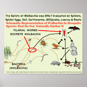 Wolbachia-Infected Mosquito Risks by RoseWrites Poster