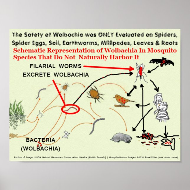 Wolbachia-Infected Mosquito Risks by RoseWrites Poster (Front)