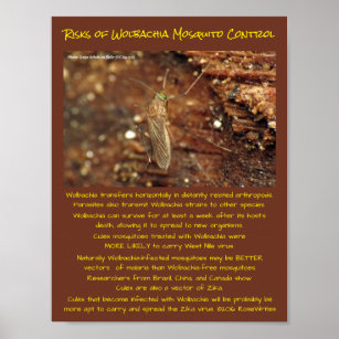 Wolbachia Mosquito Control Risks by RoseWrites Poster
