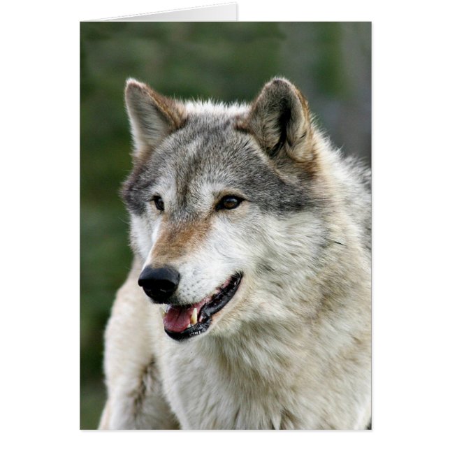 Wolf (Front)