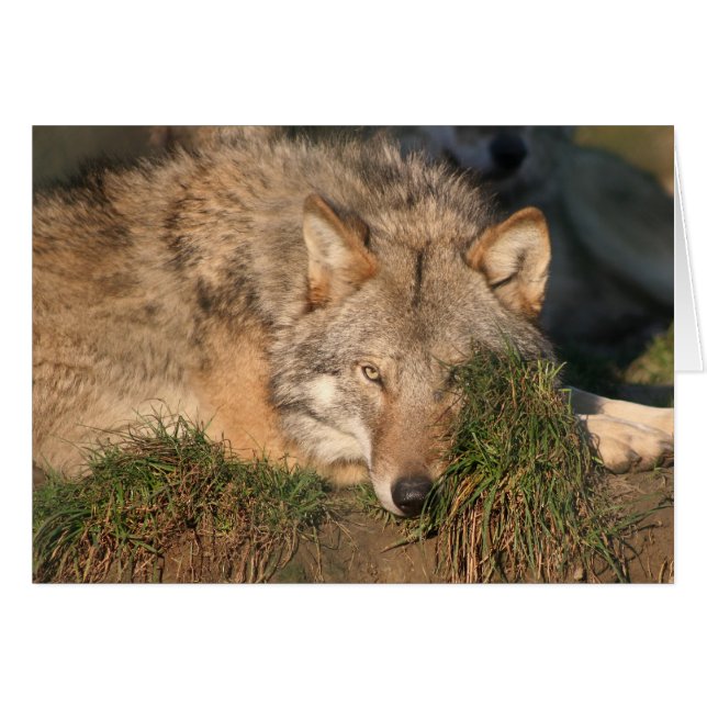 wolf (Front Horizontal)