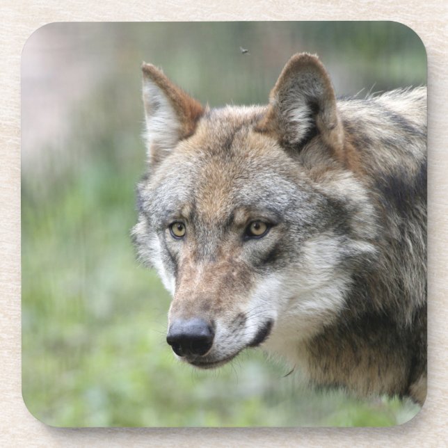 Wolf 001 coaster (Front)