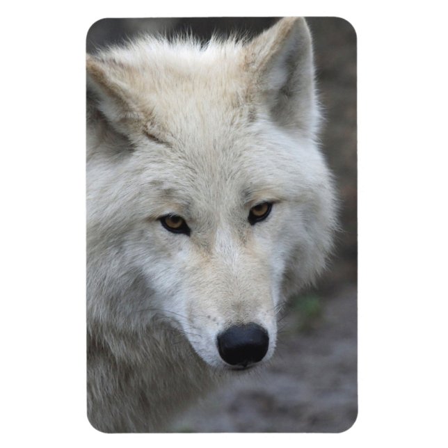 Wolf 001 magnet (Vertical)