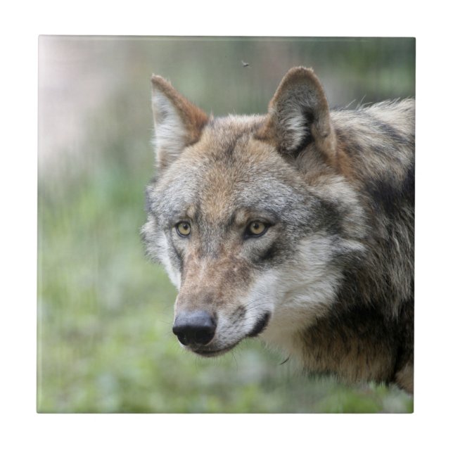 Wolf 001 tile (Front)