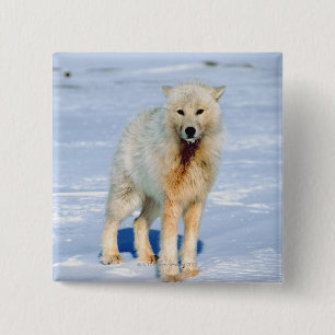 Wolf 15 Cm Square Badge