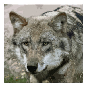 Wolf_2015_0101 Poster