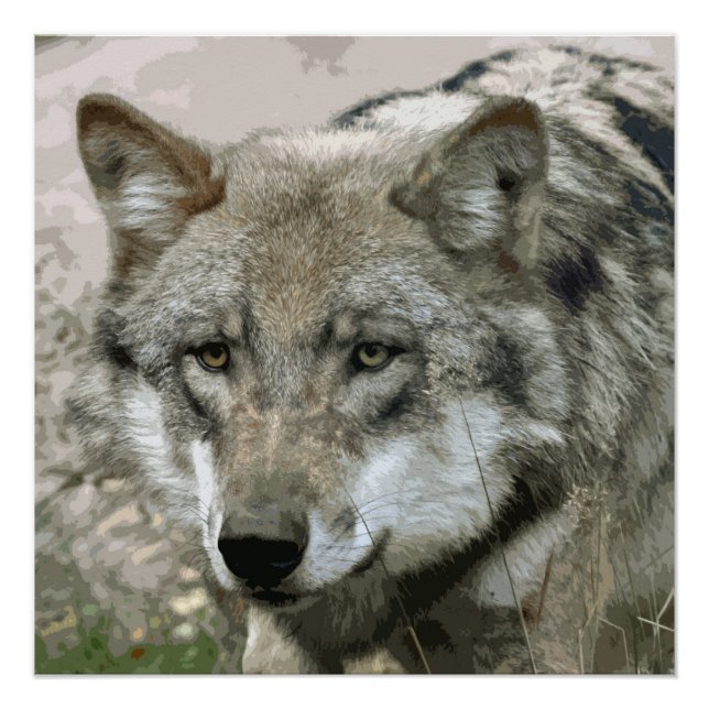 Wolf_2015_0101 Poster (Front)