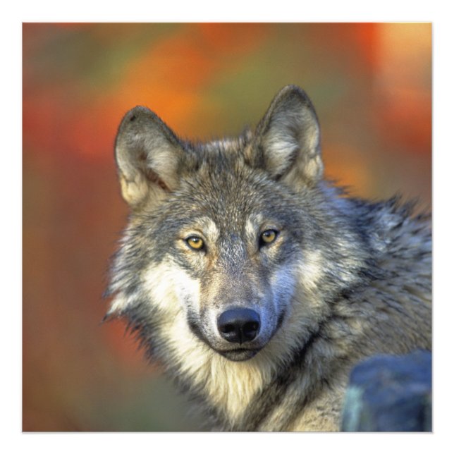 Wolf_2015_0302 Photo Print (Front)