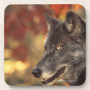 Wolf 2 coaster