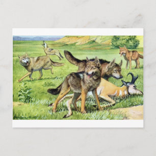 wolf and coyote postcard