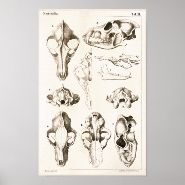 Wolf and Fox Skulls Veterinary Anatomy Print (Front)