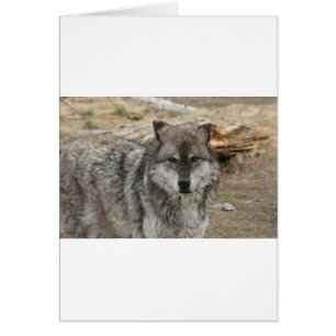 wolf animal face eyes canine forest zoo park