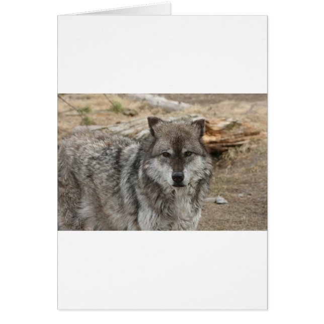 wolf animal face eyes canine forest zoo park (Front)