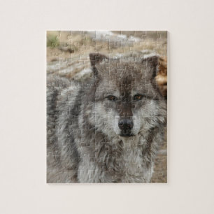 wolf animal face eyes canine forest zoo park jigsaw puzzle