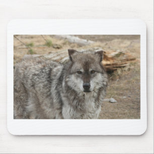 wolf animal face eyes canine forest zoo park mouse mat