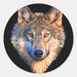 Wolf animal face. Scary grey wolf head Classic Round Sticker