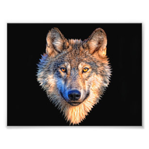 Wolf animal face. Scary grey wolf head Photo Print