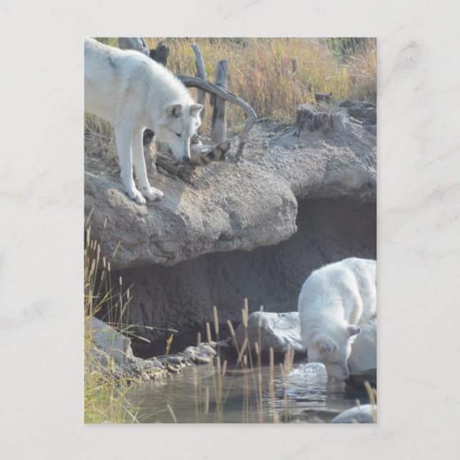 Wolf Animals Peace Love Nature Park Wolves Destiny Postcard (Front)