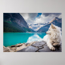 Wolf at Lake Louise, Canadian Rockies