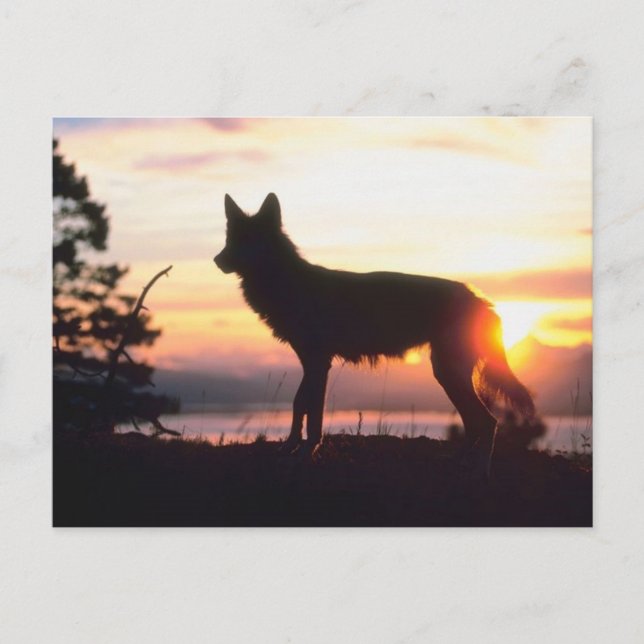 Wolf at Sunset Postcard (Front)