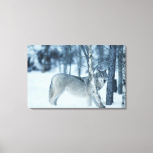 Wolf (Canis lupus) during Winter Canvas Print