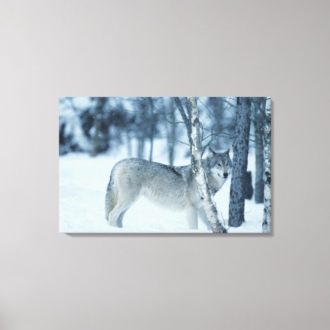 Wolf (Canis lupus) during Winter Canvas Print (Front)