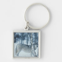 Wolf (Canis lupus) during Winter