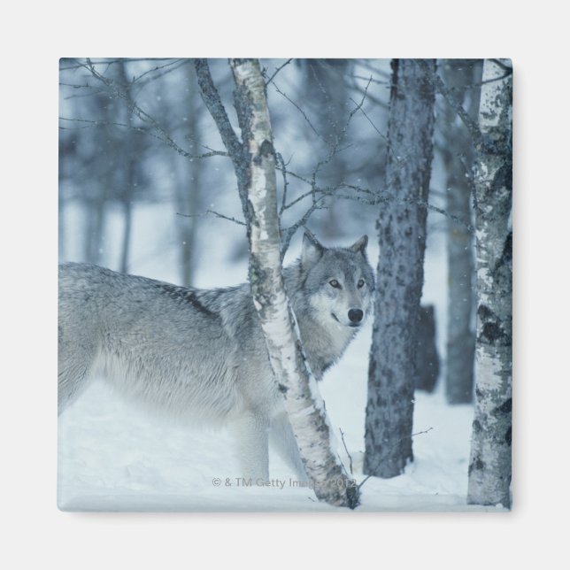 Wolf (Canis lupus) during Winter Magnet (Front)