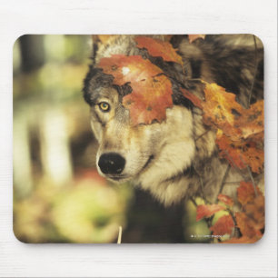 Wolf (Canis lupus), headshot, with Autumn colour, Mouse Mat
