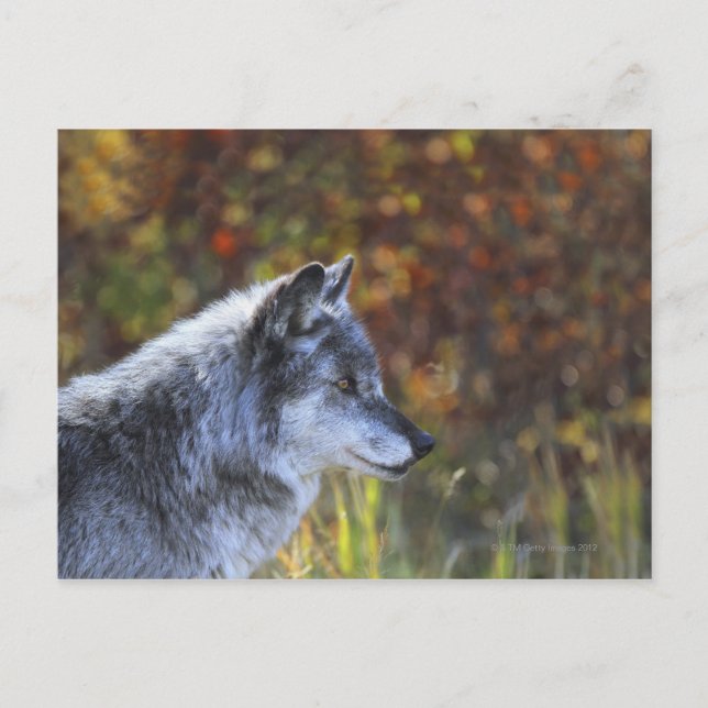 Wolf (Canis Lupus) Postcard (Front)