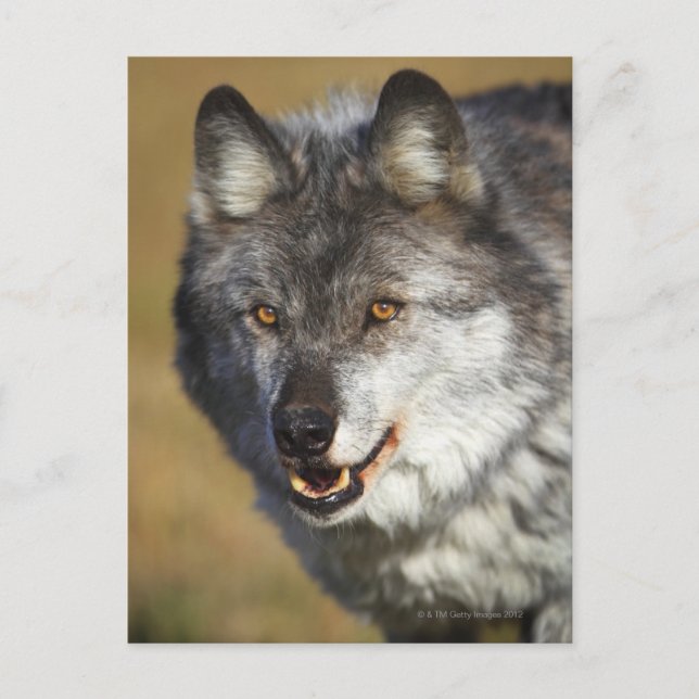 Wolf (Canis Lupus) Postcard (Front)