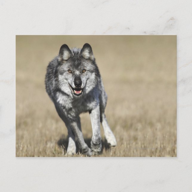Wolf (Canis Lupus) Running Towards Camera Postcard (Front)