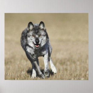 Wolf (Canis Lupus) Running Towards Camera Poster