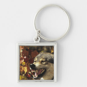 Wolf (Canis lupus) snarling, headshot, with Key Ring