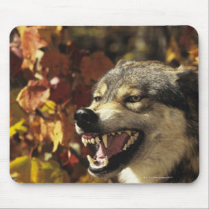 Wolf (Canis lupus) snarling, headshot, with Mouse Mat