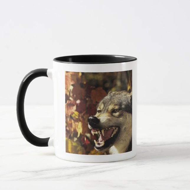 Wolf (Canis lupus) snarling, headshot, with Mug (Left)