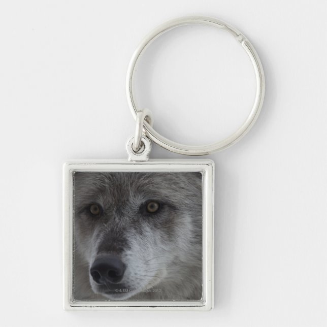 Wolf (Canus lupus) from Yellowstone National Key Ring (Front)
