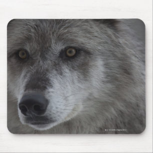 Wolf (Canus lupus) from Yellowstone National Mouse Mat