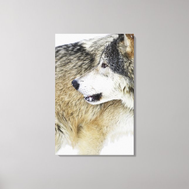 Wolf Canvas Print (Front)