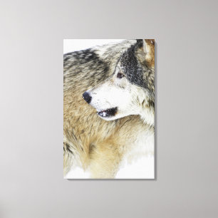 Wolf Canvas Print
