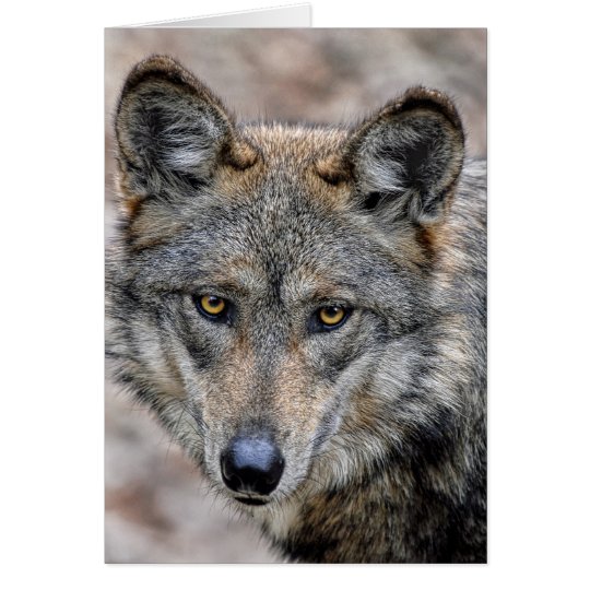 Wolf Card