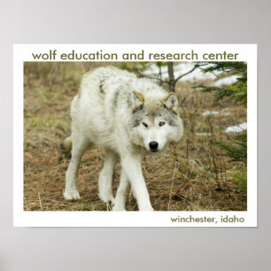 Wolf Centre Poster